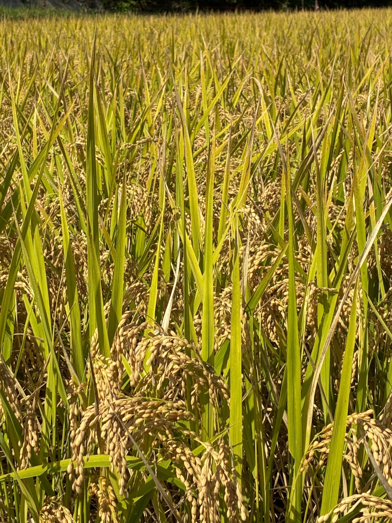 Takeshita Farm | 玄米