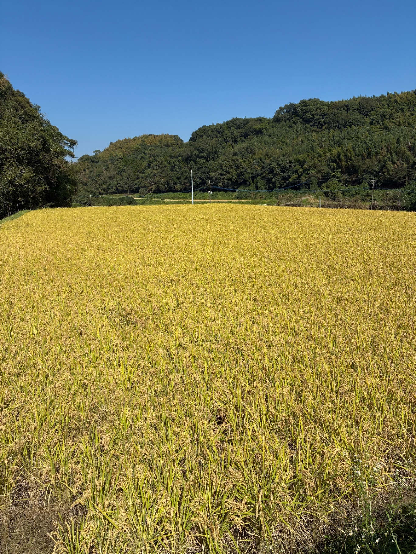 Takeshita Farm | 玄米